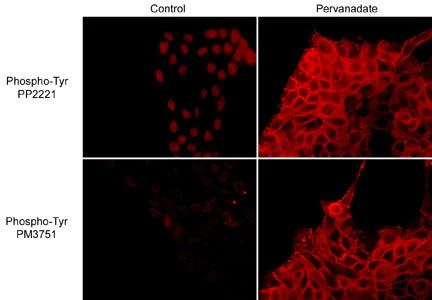 Anti-Phosphotyrosine Antibody - Image 2
