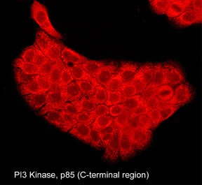 Anti-PI3 Kinase, p85 (C-terminal region) Antibody - Image 2