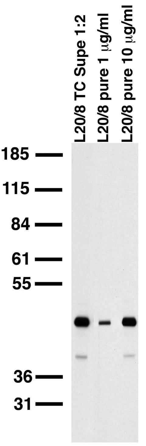 Anti-PICK1 Antibody - Image 3