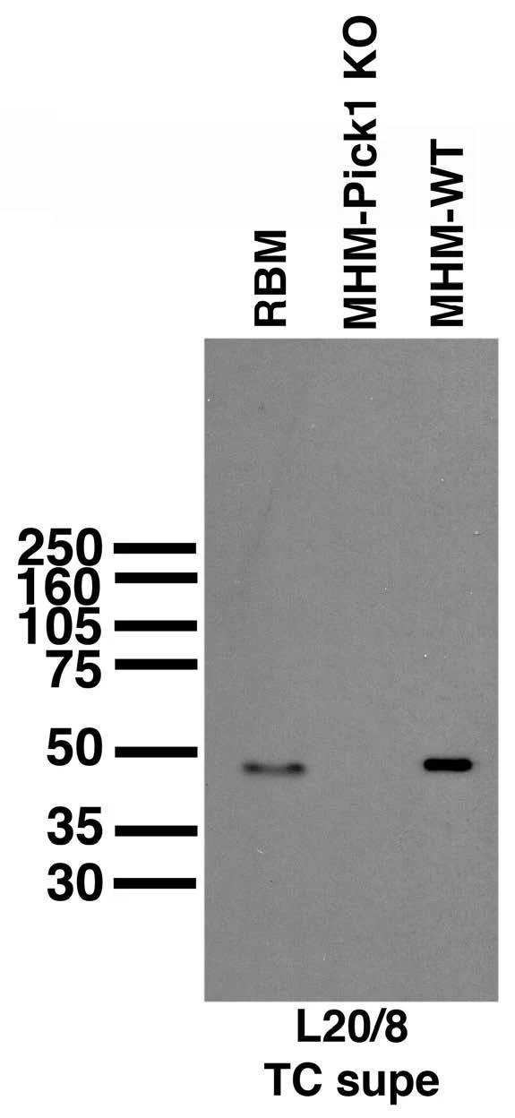 Anti-PICK1 Antibody - Image 4