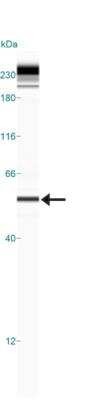 Anti-Pink1 Antibody