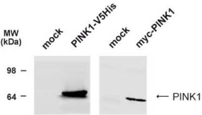Anti-Pink1 Antibody - Image 2