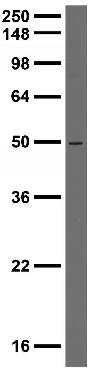 Anti-Pink1 PTEN Induced Putative Kinase 1 Antibody