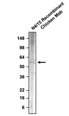 Anti-Pink1 PTEN Induced Putative Kinase 1 Recombinant Chicken Chimeric mAb - Image 2