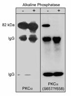 Anti-PKCα (Ser-657/Tyr-658), Phosphospecific Antibody