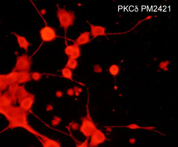 Anti-PKCδ (N-terminal region) Antibody - Image 2