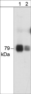 Anti-PKCθ (N-terminal region) Antibody