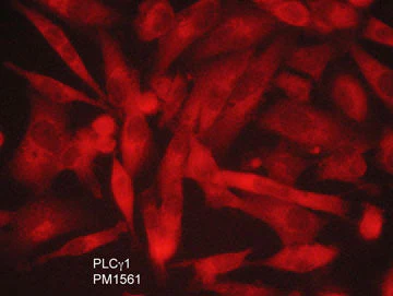Anti-PLCγ1 (N-terminal region) Antibody - Image 2