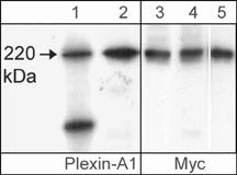 Anti-Plexin A1 (Sema Domain) Antibody