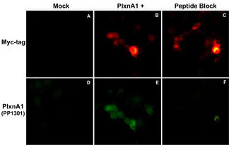 Anti-Plexin A1 (Sema Domain) Antibody - Image 2