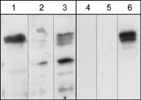 Anti-Plexin A1 (Sema Domain) Antibody