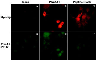 Anti-Plexin A1 (Sema Domain) Antibody - Image 2
