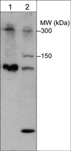 Anti-Plexin B1 (C-terminal region) Antibody