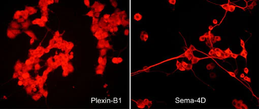Anti-Plexin B1 (C-terminal region) Antibody - Image 2
