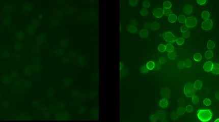 Anti-Potassium Channel, Voltage-Gated, Kv3.1 Subunit (Ser503) Antibody