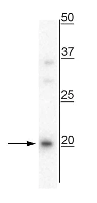Anti-Pre-Pro-Vasopressin - Image 2