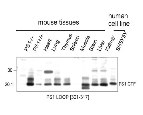 Anti-Presenilin 1 loop region Antibody