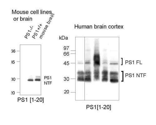 Anti-Presenilin 1 (PS-1) Antibody