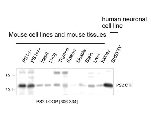 Anti-Presenilin 2 loop region Antibody