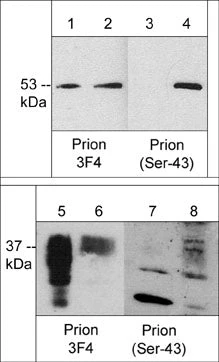 Anti-Prion Protein (Ser-43), Phosphospecific Antibody
