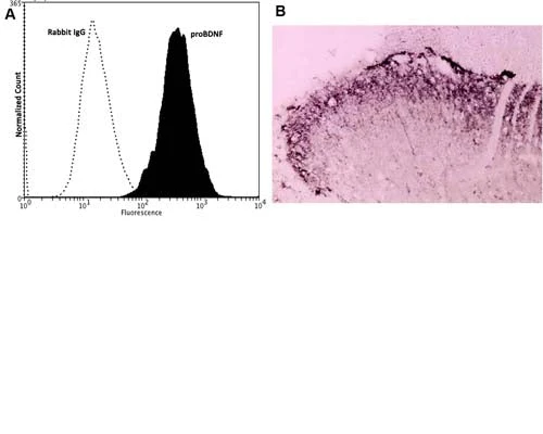 Anti-pro-Brain-derived neurotrophic factor (proBDNF) Antibody