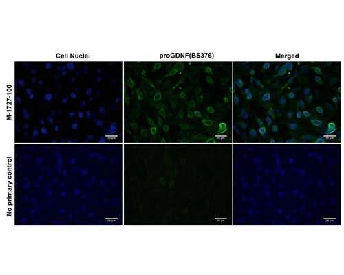 Anti-Pro-glial cell line-derived neurotrophic factor (proGDNF) Antibody - Image 2