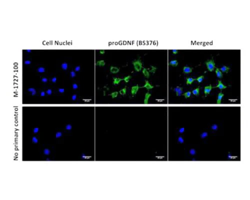 Anti-Pro-glial cell line-derived neurotrophic factor (proGDNF) Antibody - Image 3