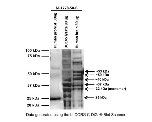 Anti-Pro-Nerve growth factor (proNGF) Antibody (Biotin)