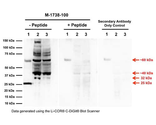 Anti-Pro-nerve growth factor (proNGF) Antibody