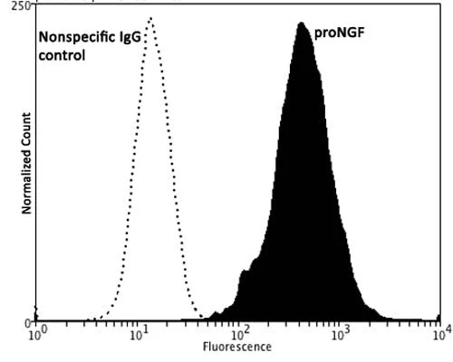Anti-Pro-nerve growth factor (proNGF) Antibody - Image 3