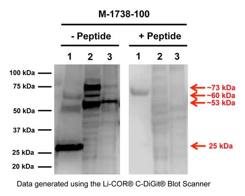 Anti-Pro-nerve growth factor (proNGF) Antibody - Image 4