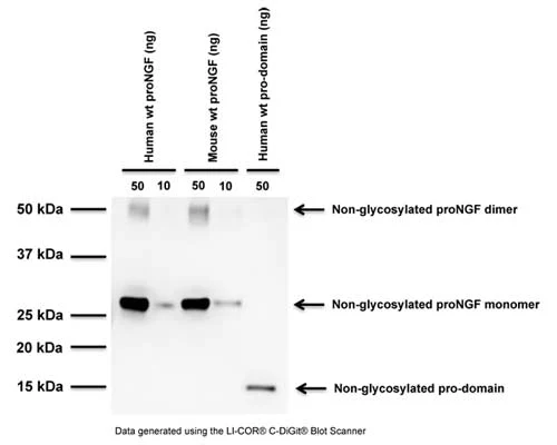 Anti-pro-Nerve growth factor (proNGF) Antibody