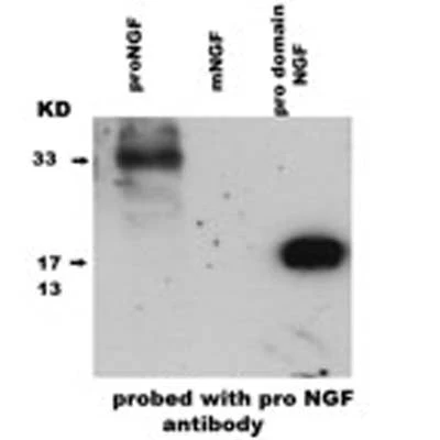 Anti-pro-Nerve growth factor (proNGF) Antibody - Image 2