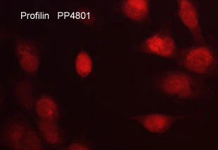 Anti-Profilin (C-terminal region) Antibody - Image 2