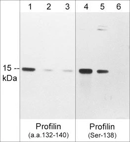 Anti-Profilin (Ser-138), Phosphospecific Antibody