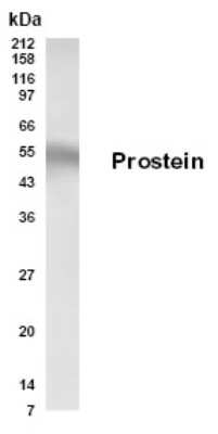 Anti-Prostein Antibody