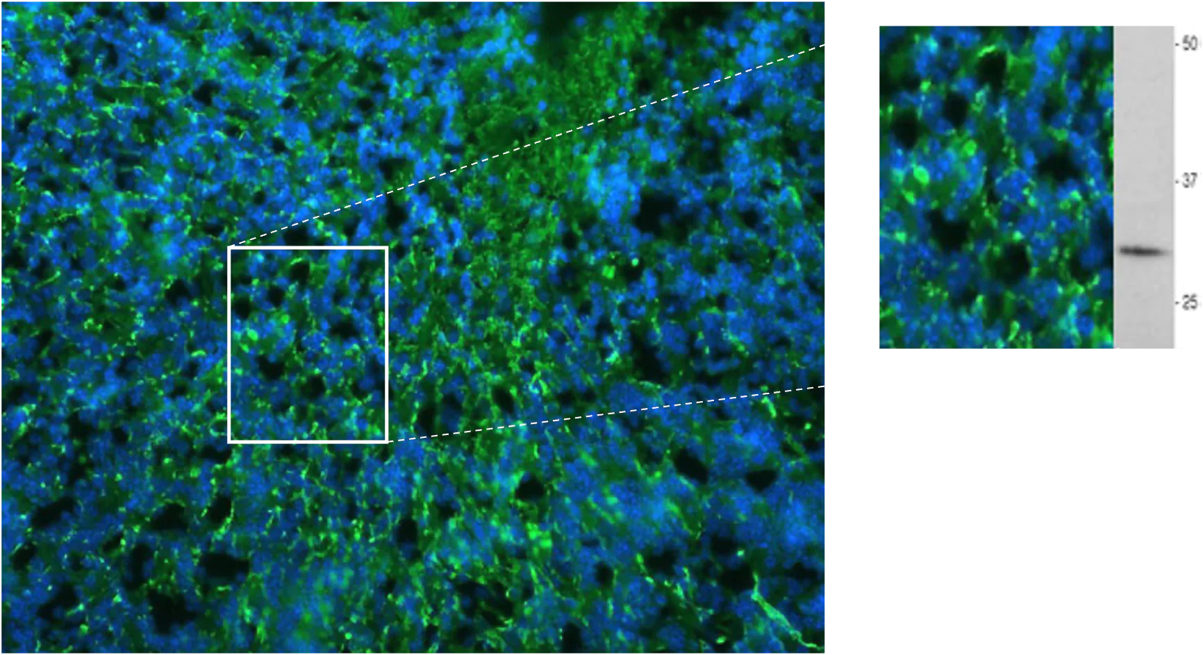 Anti-Proteolipid Protein (PLP) Antibody