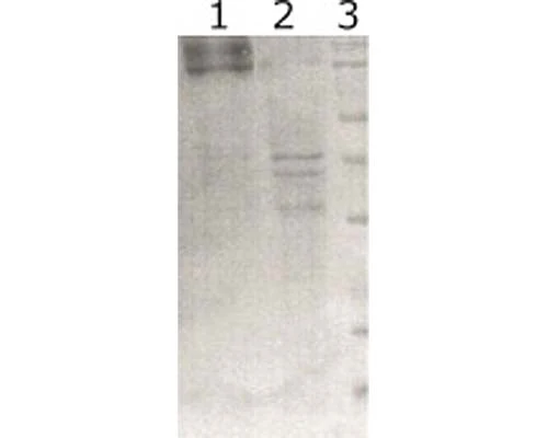 Anti-Proto-oncogene tyrosine-protein kinase receptor Ret (RET) Antibody - Image 2