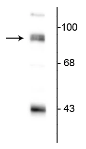 Anti-PSD-95 Antibody