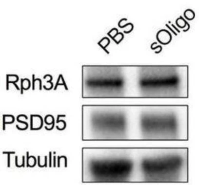 Anti-PSD-95 Antibody - Image 12