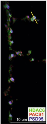 Anti-PSD-95 Antibody - Image 17