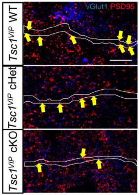 Anti-PSD-95 Antibody - Image 19