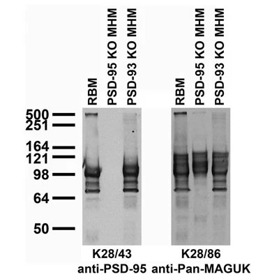 Anti-PSD-95 Antibody - Image 4