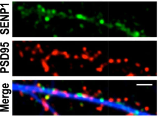 Anti-PSD-95 Antibody - Image 6