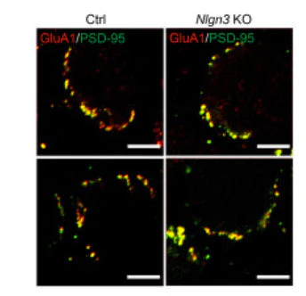 Anti-PSD-95 Antibody - Image 7