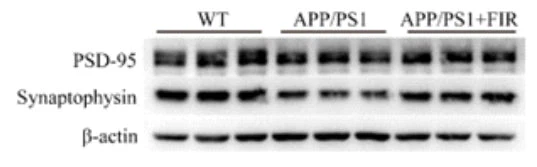 Anti-PSD-95 Antibody - Image 8