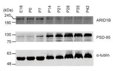 Anti-PSD-95 Antibody - Image 9