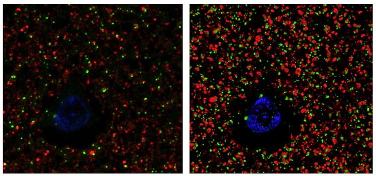 Anti-PSD-95 MAGUK Scaffold Protein Antibody - Image 2