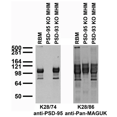 Anti-PSD-95 MAGUK Scaffold Protein Antibody - Image 4