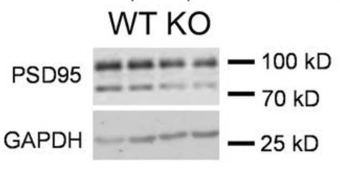 Anti-PSD-95 MAGUK Scaffold Protein Antibody - Image 5
